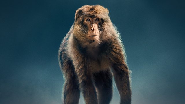 Dynasties episode 9 - Macaque - David Attenborough