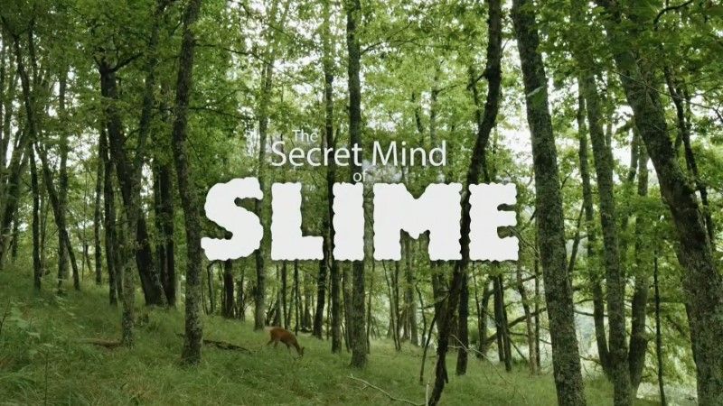 Read more about the article Secret Mind of Slime