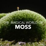 The Magical World of Moss
