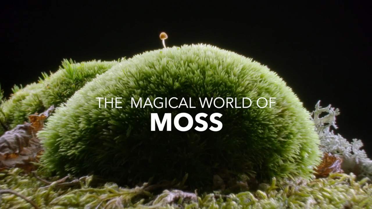 You are currently viewing The Magical World of Moss