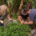 Gardening Australia episode 6 2023