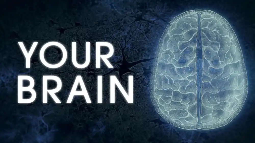 Your Brain episode 2