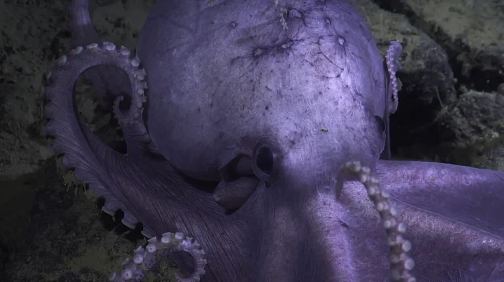 A close-up of a purple octopus resting on a rocky seabed, its tentacles displaying a texture of suckers, with hints of the surrounding marine environment in muted tones.