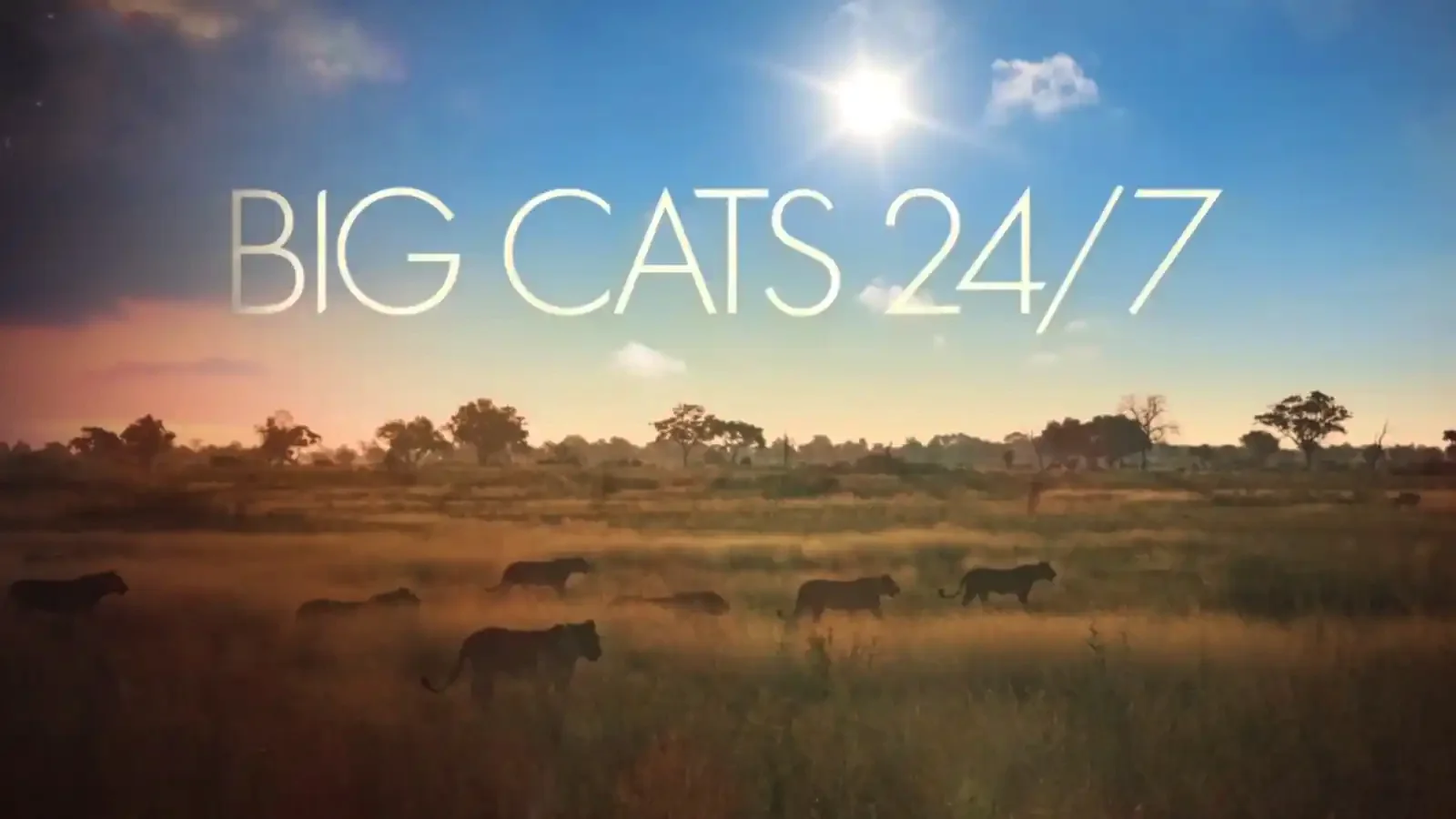 Big Cats Episode 1