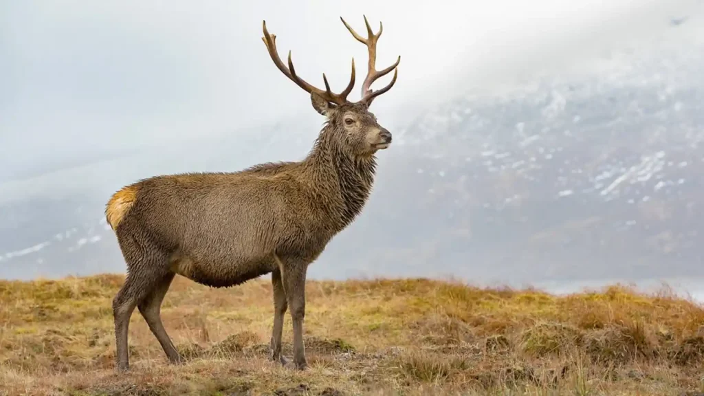 Winterwatch 2025 episode 4