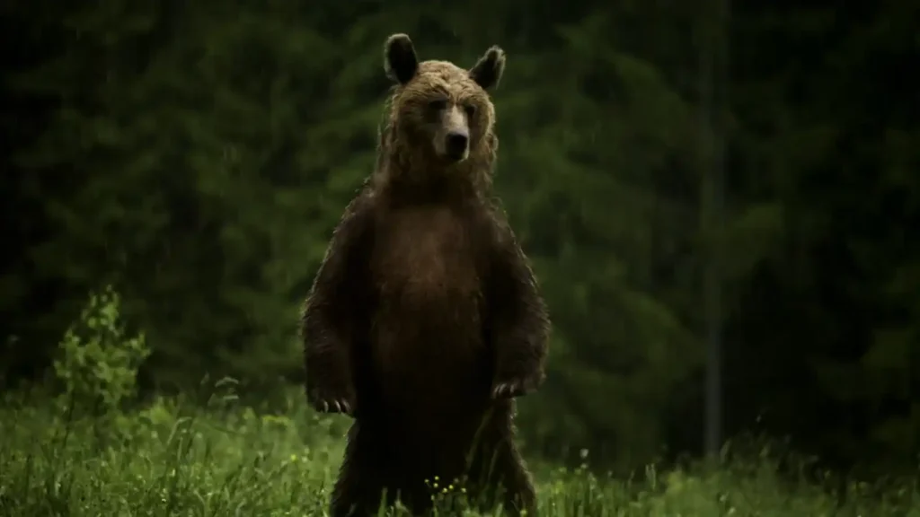 A brown bear standing upright on its hind legs in a lush green forest setting, displaying its impressive stature against a dark woodland background.