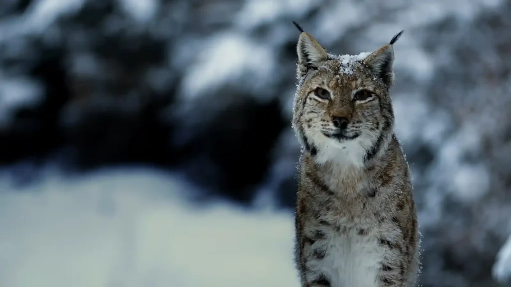 A close-up portrait of a Eurasian lynx with snow dusting its fur and distinctive ear tufts, set against a blurred snowy winter background in the Transylvanian wilderness.