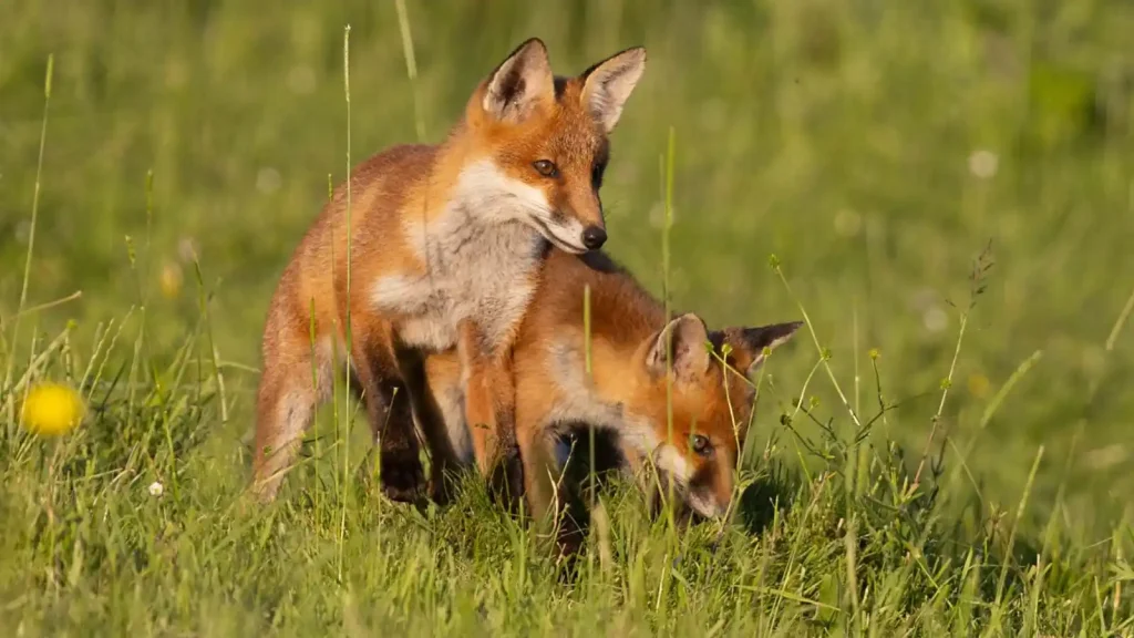 Springwatch 2025 episode 3