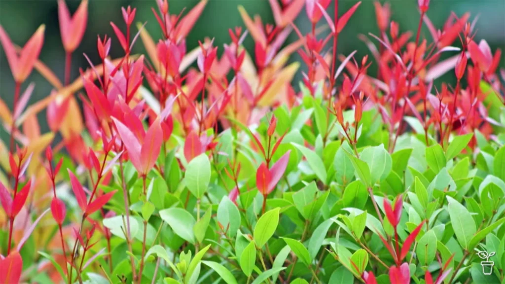 Gardening Australia 2025 Episode 18