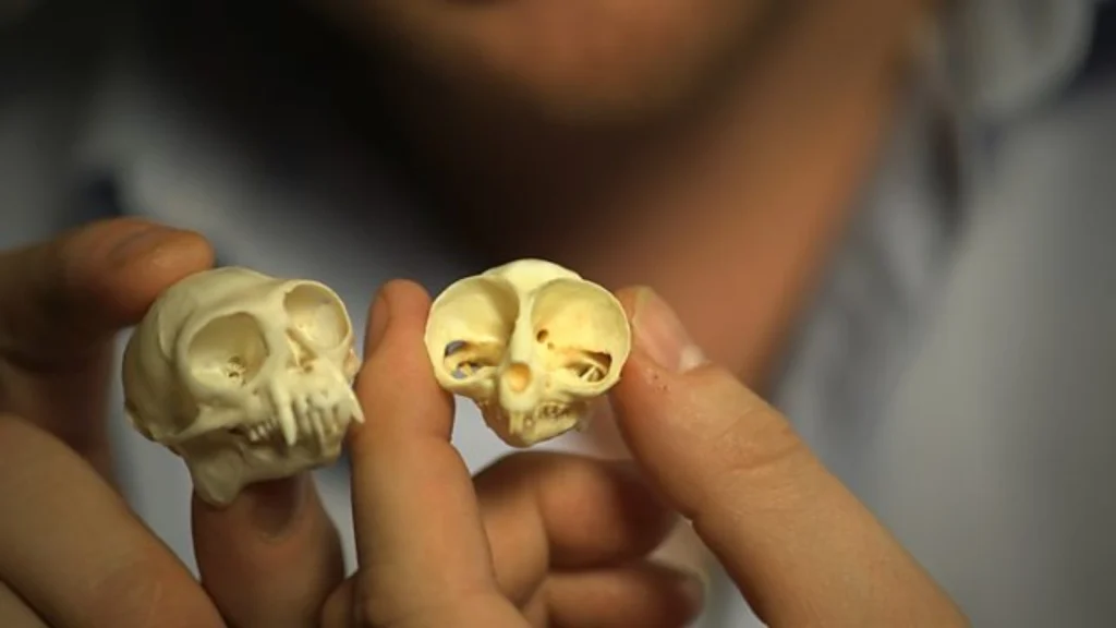 Secrets of Bones episode 4
