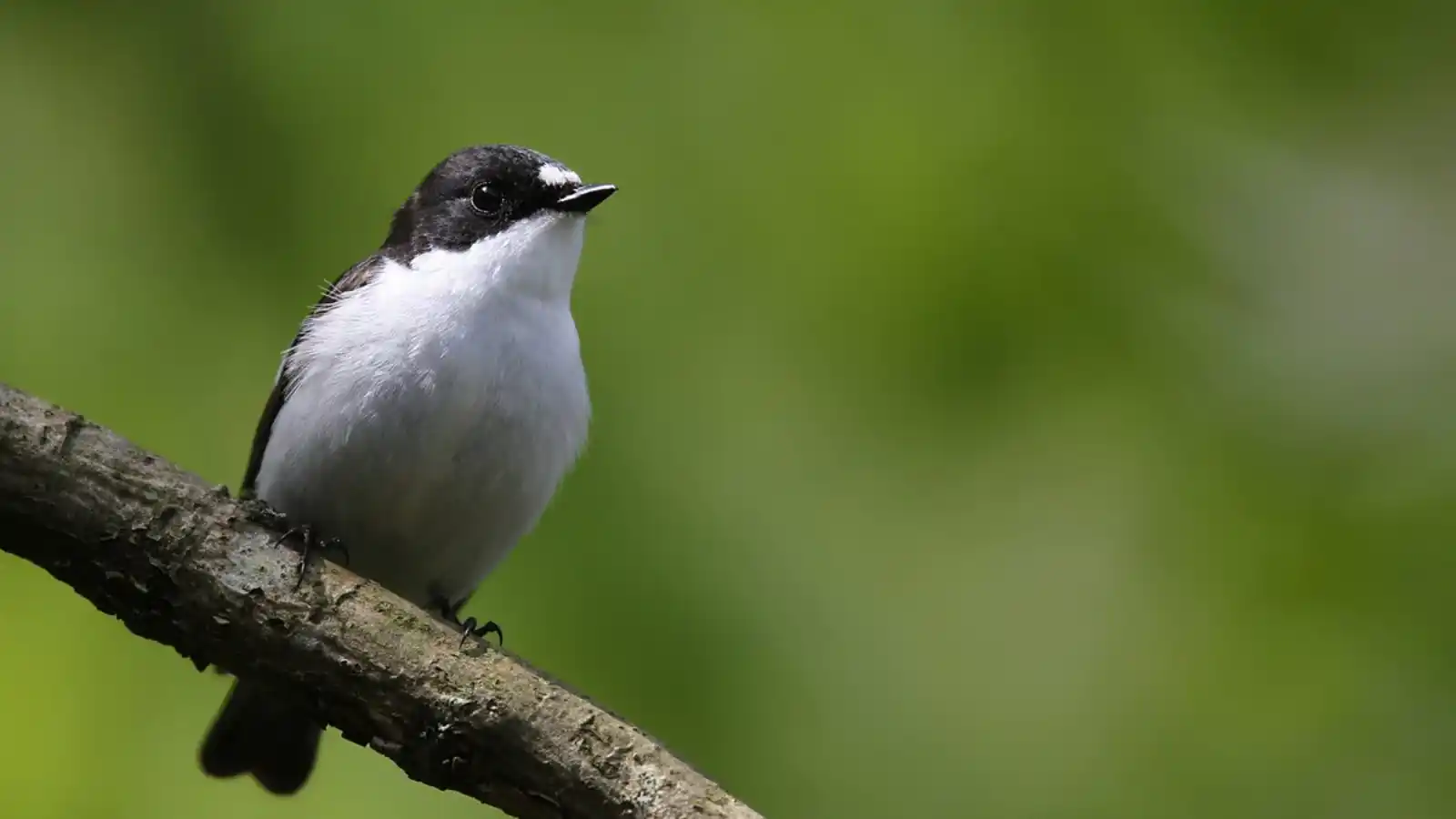Springwatch 2025 episode 10 - HDclump