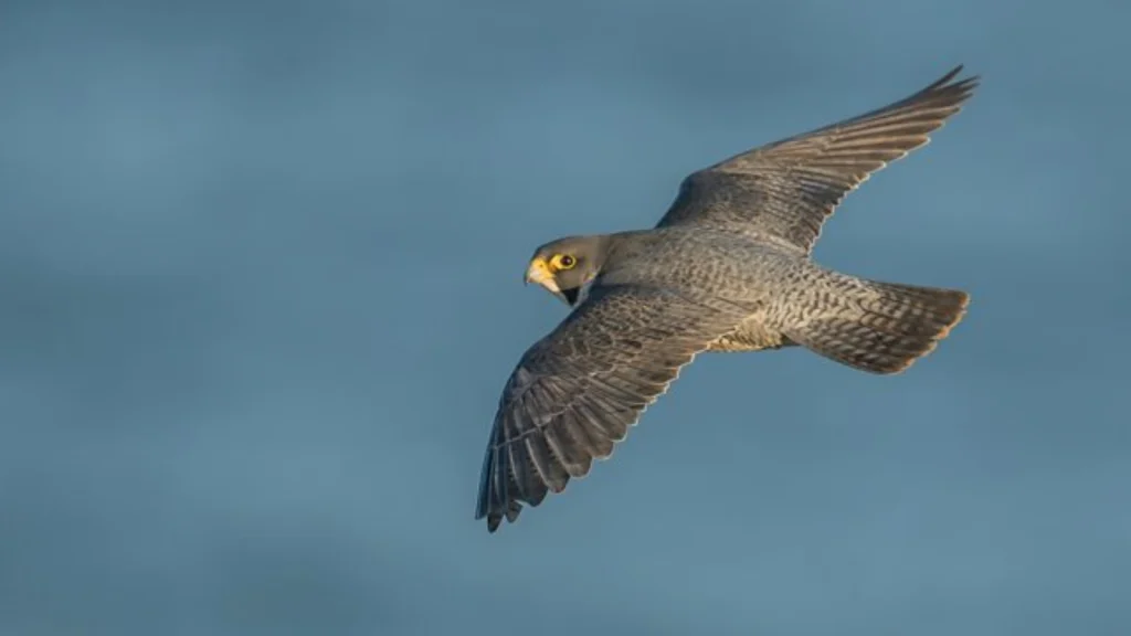 Springwatch 2025 episode 12