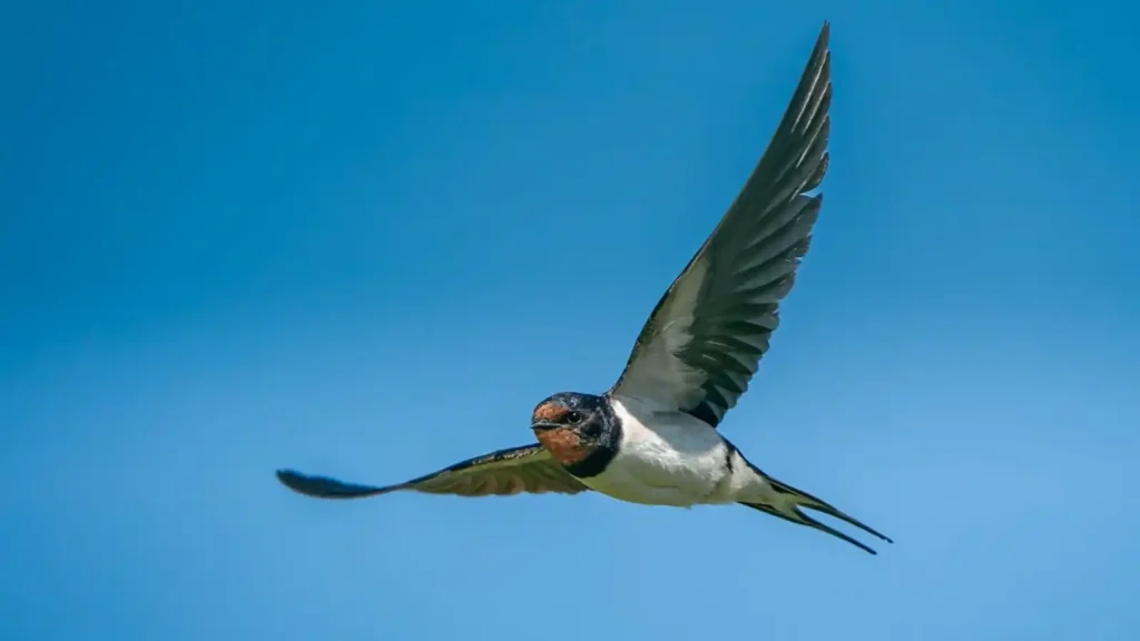 Springwatch 2025 episode 7