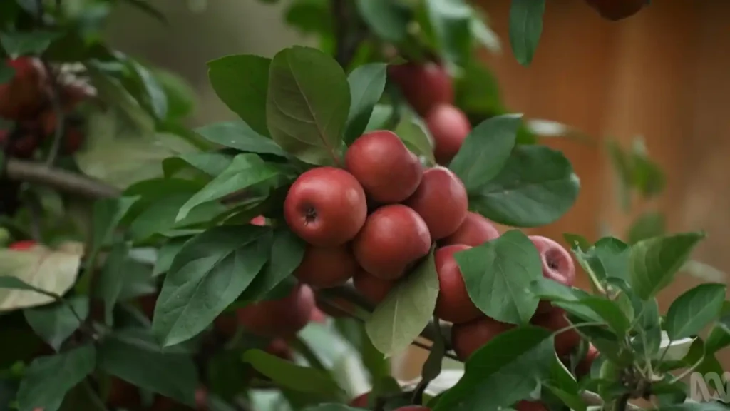 Gardening Australia 2025 Episode 24