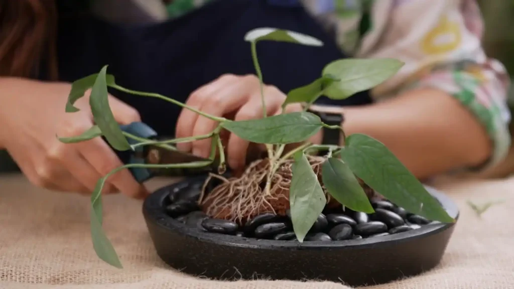 Gardening Australia 2025 Episode 34