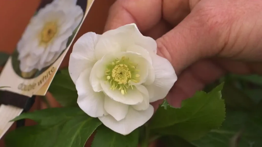Gardening Australia 2025 Episode 35