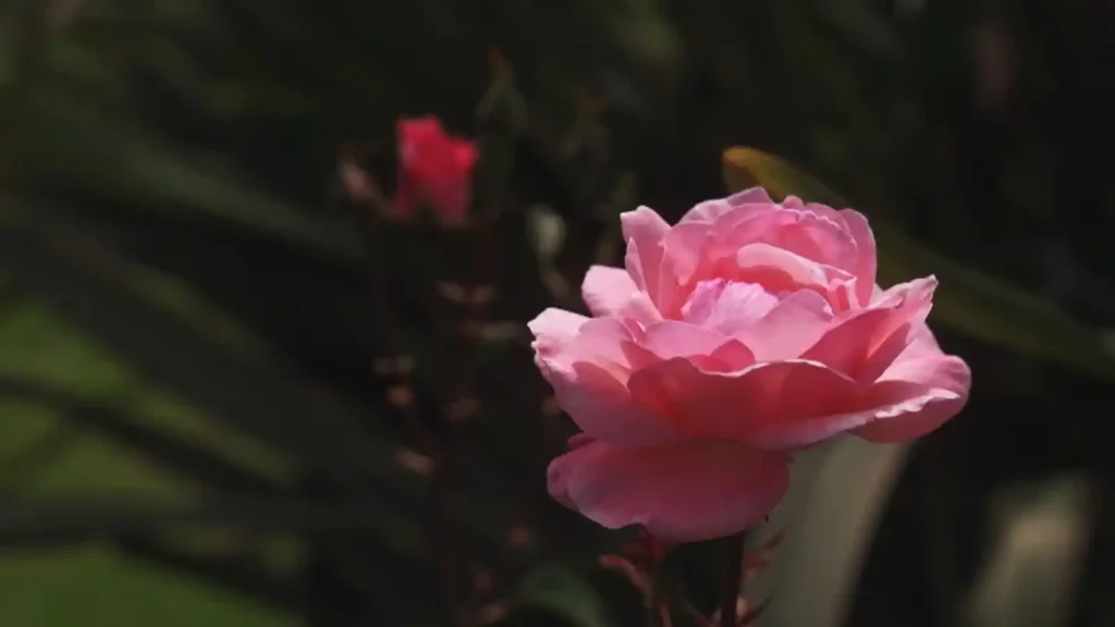 Gardening Australia 2025 Episode 39
