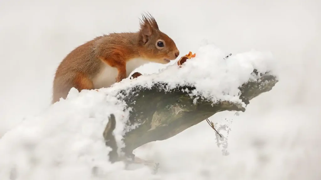 Winterwatch 2026 episode 3
