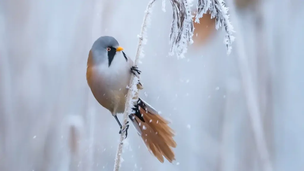 Winterwatch 2026 episode 4