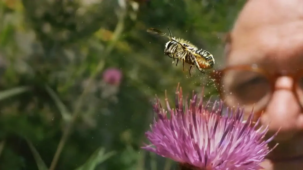 My Garden of a Thousand Bees