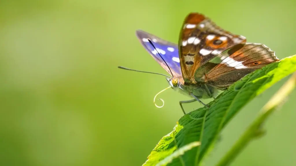 Springwatch 2026 episode 2